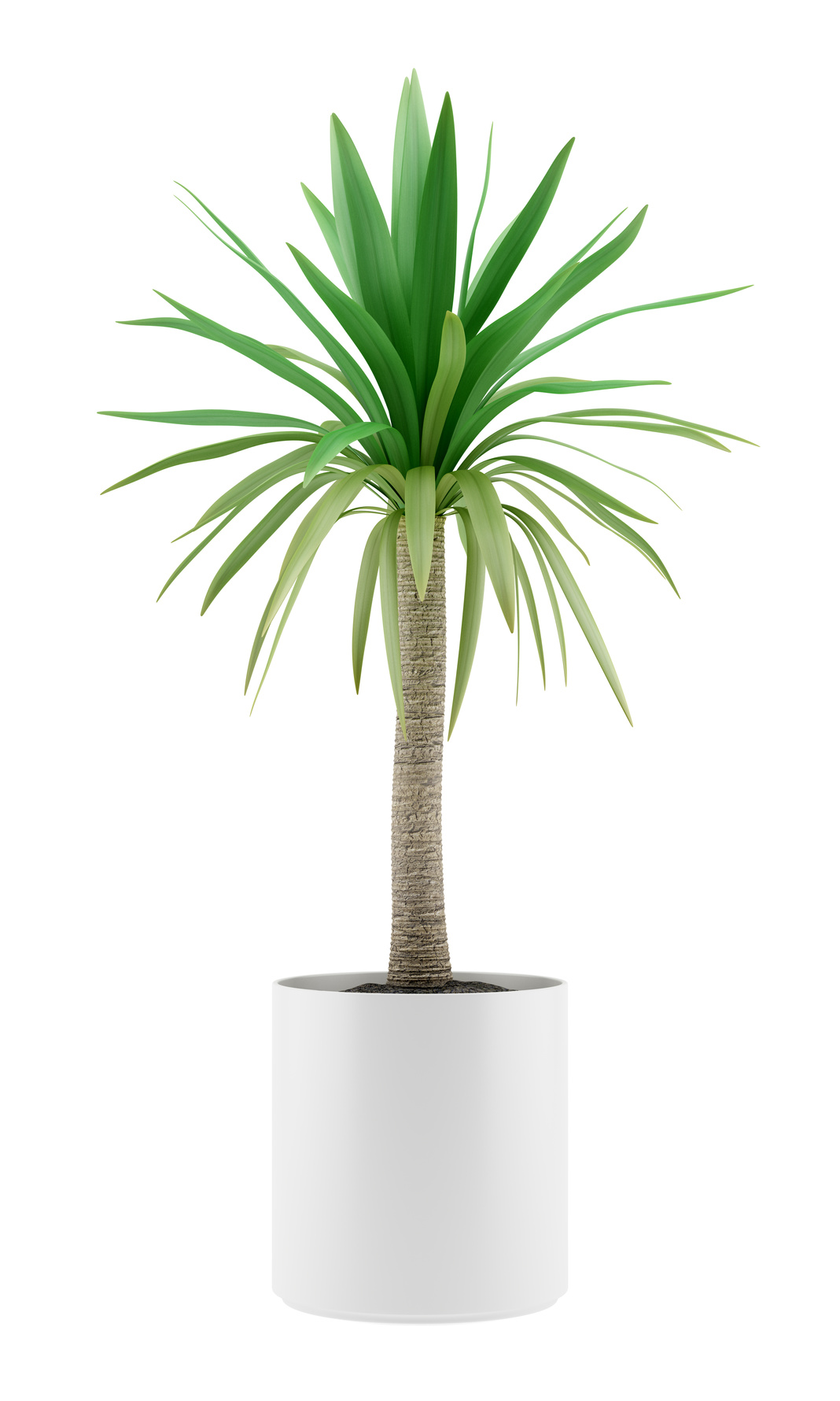 Small Potted Palm Garys Garden