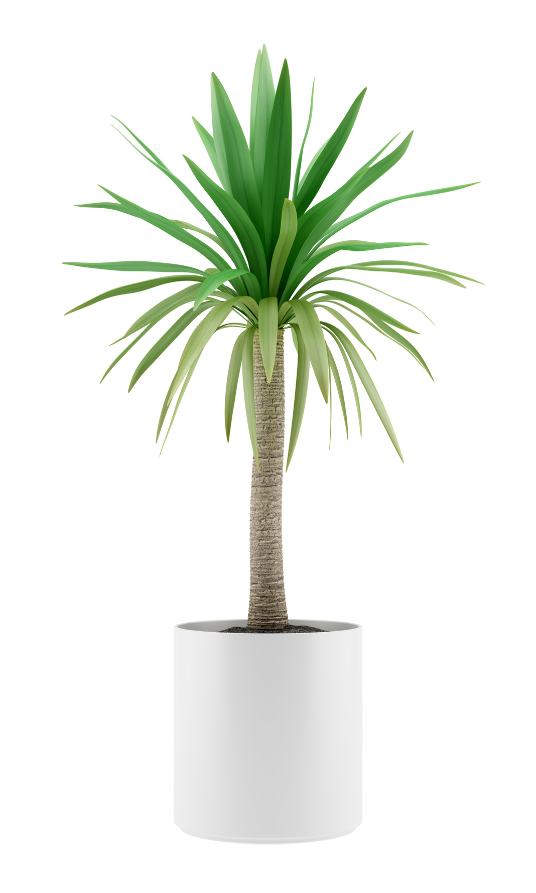small-potted-palm-gary-s-garden