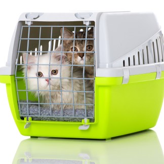 Zwei Katzen in Transportbox
