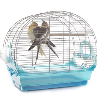 Cockatiel in cage