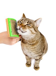 Woman combing tabby cat