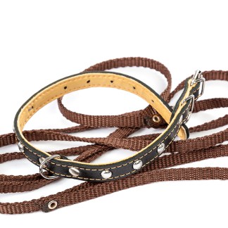 Leather dog collar and leash on a white background.